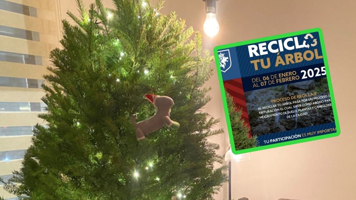 Esta será utilizada en los camellones de la ciudad.