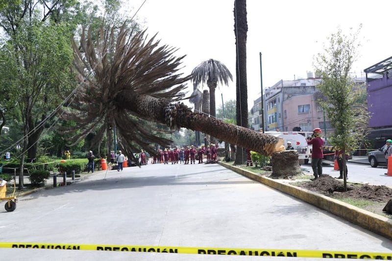 Palmeras CDMX.