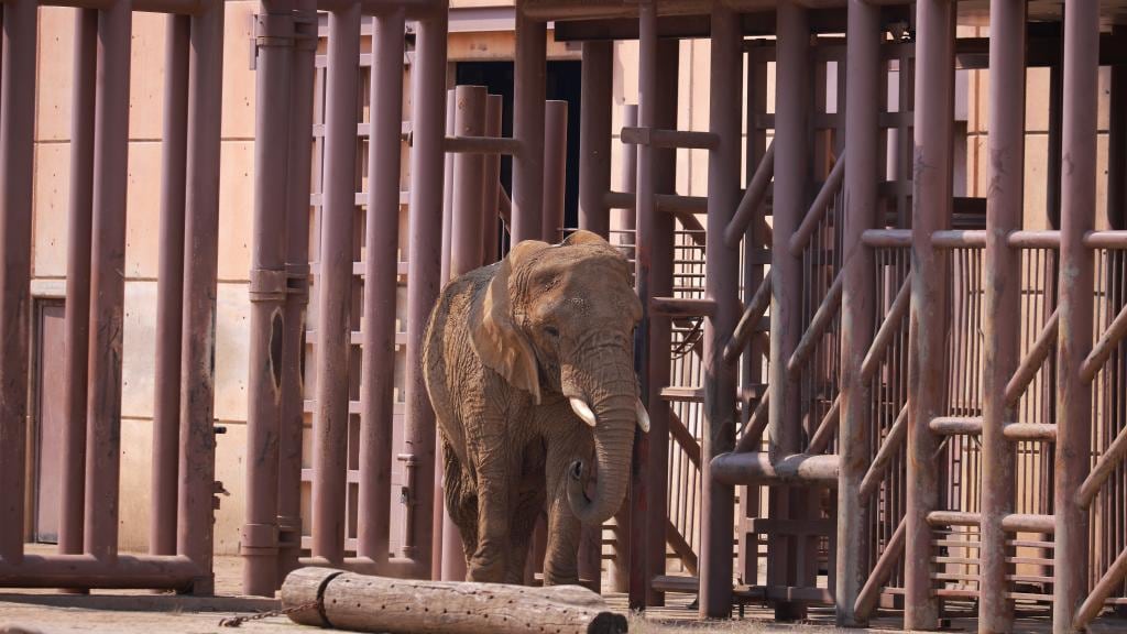 La elefanta Ely fue rescatada de un circo y llegó en 2012 al Zoológico de Aragón. Foto: Morena CDMX