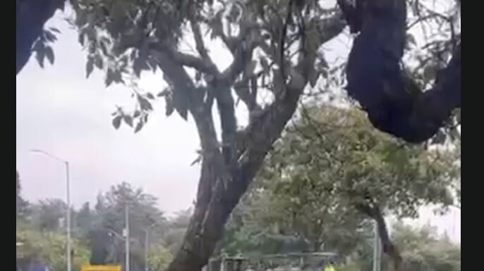 Camión militar en CU