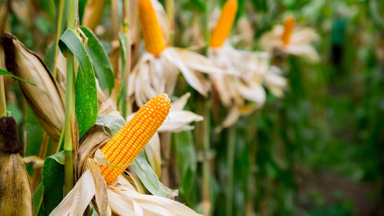 El uso de un programa nutricional especializado incrementó hasta el 22% de productividad del cultivo.