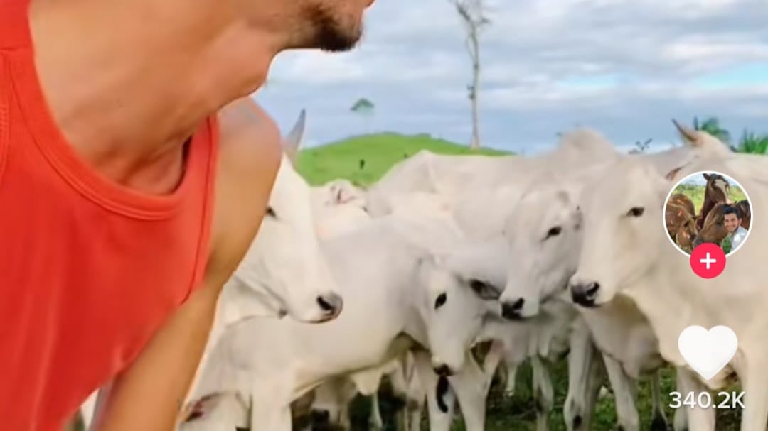 Realmente el video no tiene nada de participar, excepto que a los usuarios les causa gracia la actitud del animal.