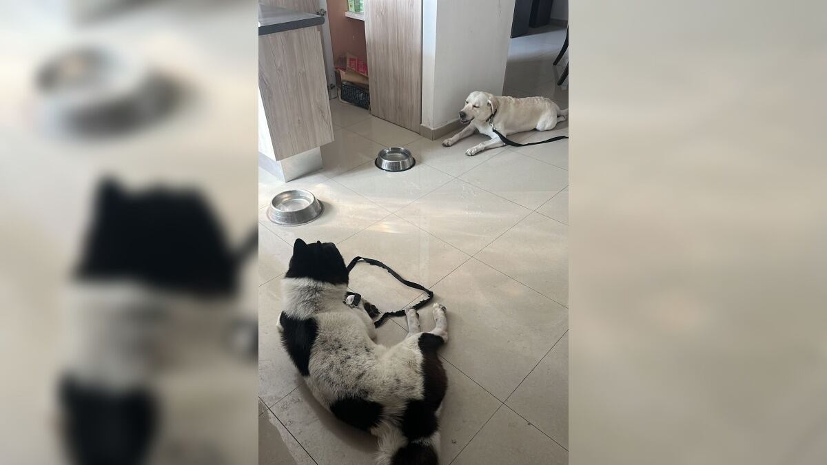 Bailey y Apolo son las dos mascotas del candidato morenista a la alcaldía de San Nicolás.