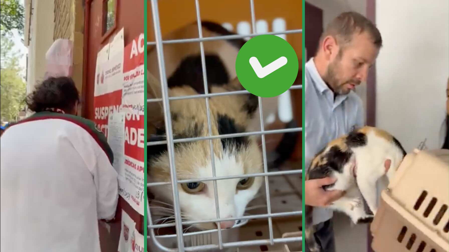 La gatita presentaba signos de debilidad y fue llevada al Centro Canino y Felino de la alcaldía Cuauhtémoc.