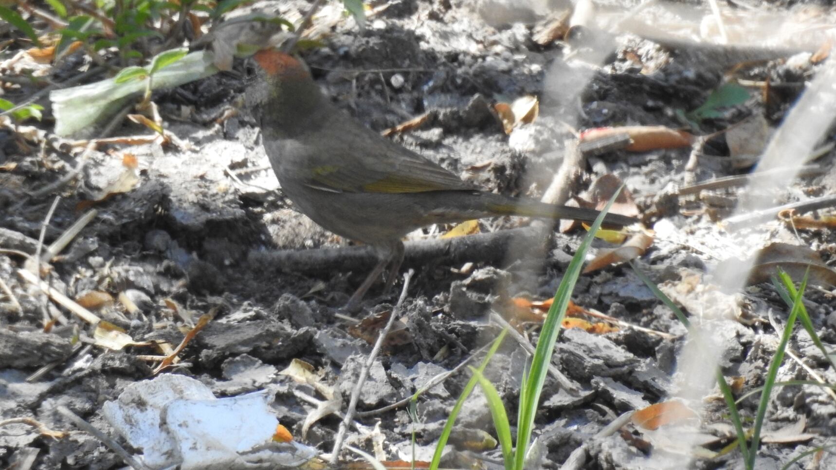 Nuevo visitando registrado en el Parque Metropolitano: se trata de un ave migratoria.