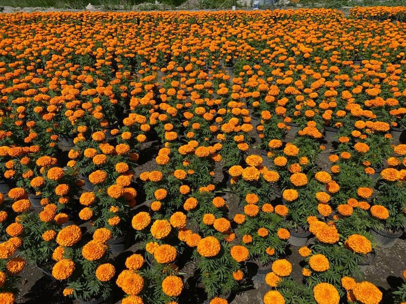 campos de cempasúchil