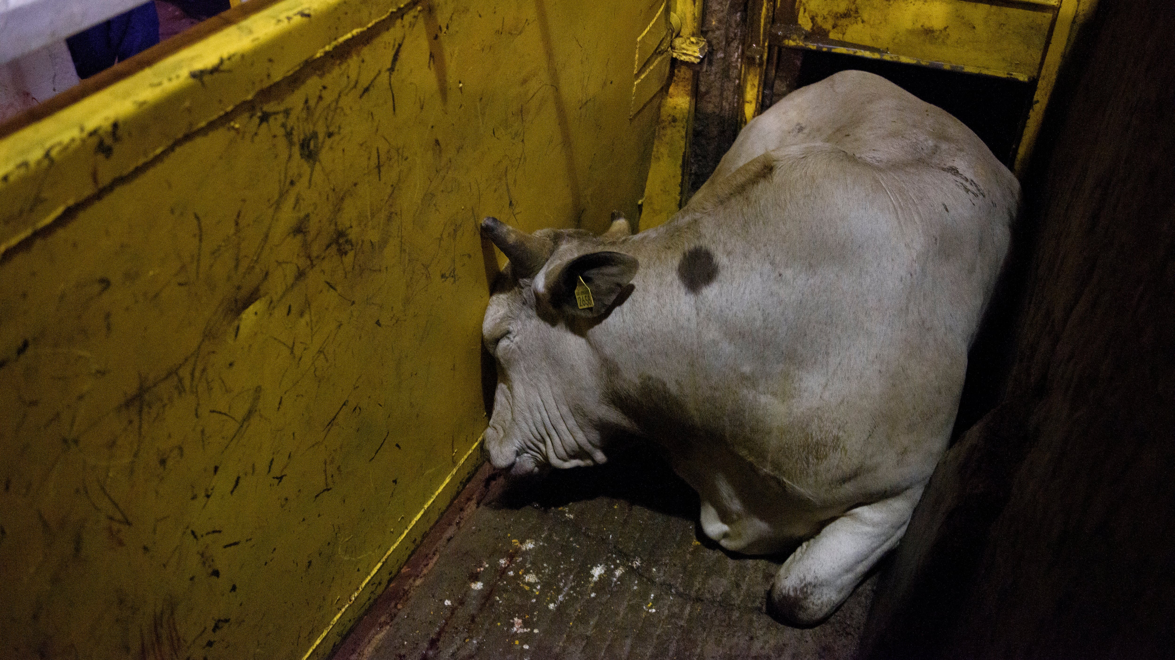Rastros: un infierno para los animales pese a regulación