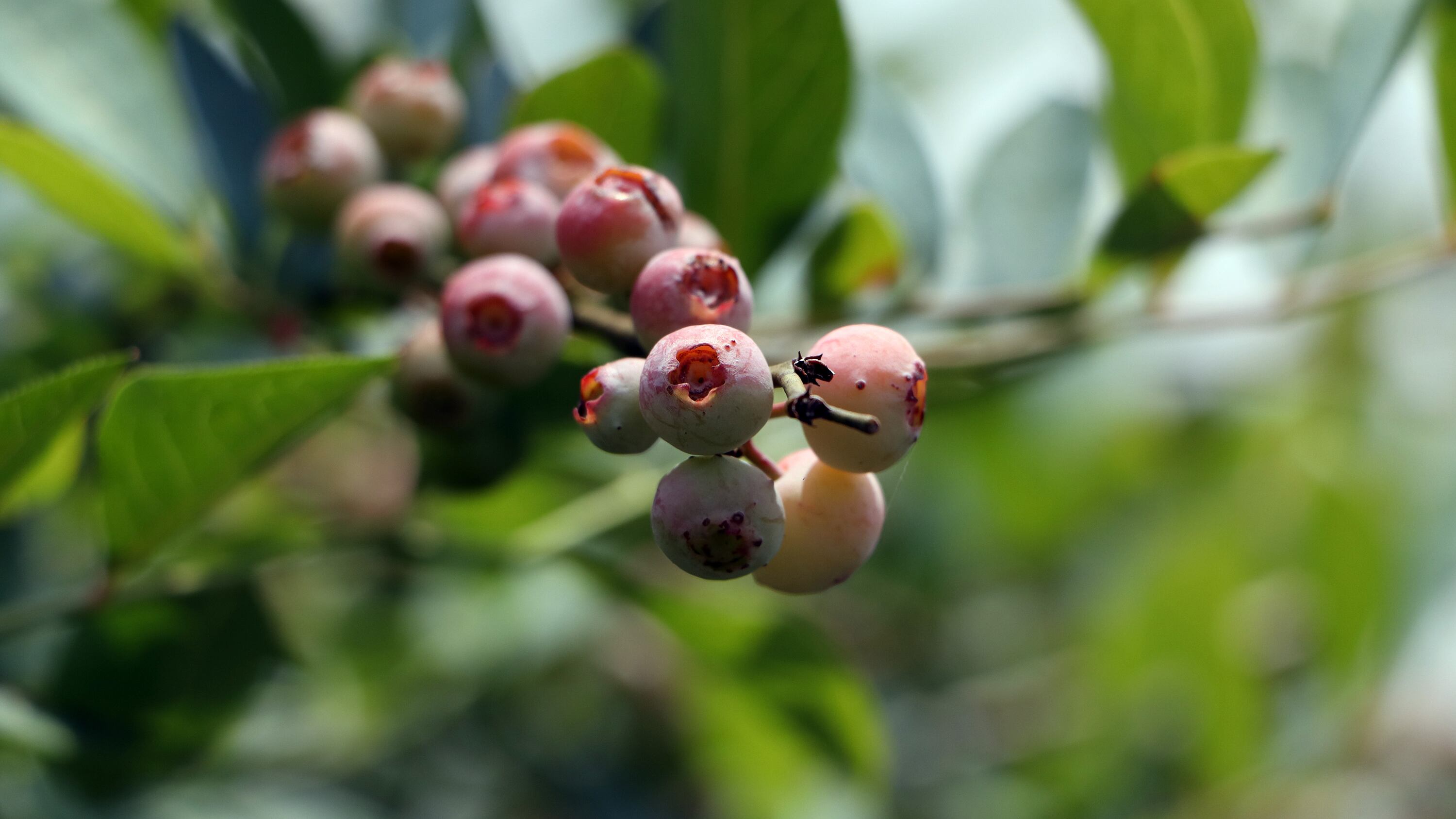 FOTO: Gobierno Puebla