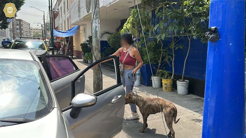 Lulu vuelve a casa
