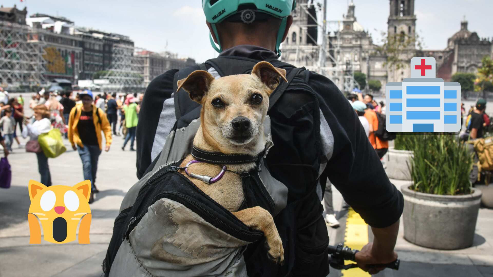 Hasta 22 de cada 100 empresas en México reconocen a las mascotas como un hijo o miembro de la familia y ofrecen a sus empleados días para cuando caen en duelo por su lomito o michi.