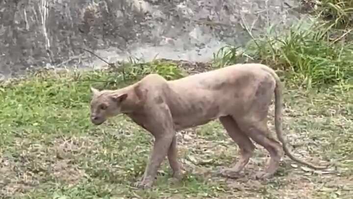El gran felino luce muy flaco quizá por falta de alimento.