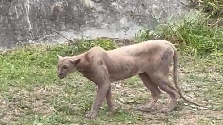 El gran felino luce muy flaco quizá por falta de alimento.
