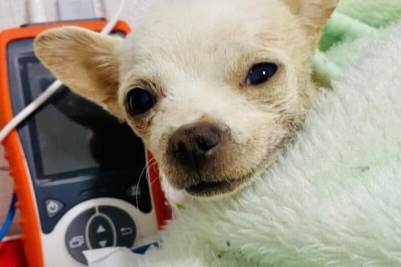Falta de testigos impide que haya justicia para ‘Pincky’, perrito que enfrentó a asaltante
