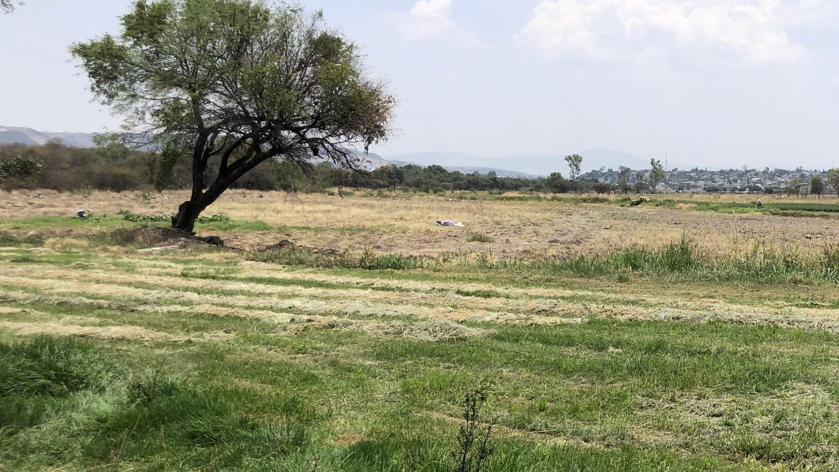 Área Natural Protegida (ANP) Jurica Poniente.