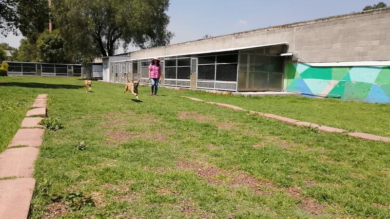 Centro de Transferencia Canina del Metro celebra 6 años