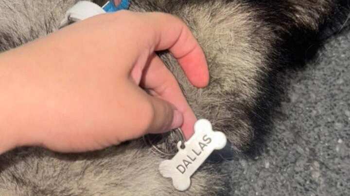 Dallas murió al ser arrastrada por un vehículo en una avenida de San Nicolás.