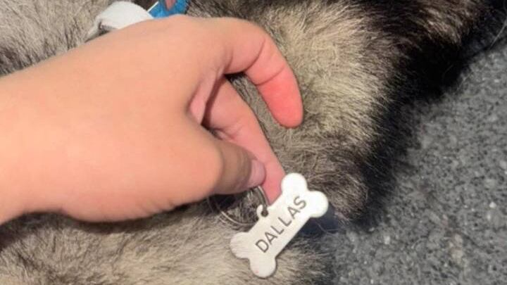 Dallas murió al ser arrastrada por un vehículo en una avenida de San Nicolás.