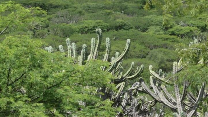 Esta semana la Semarnat realizó la declaratoria de Área Natural Protegida en casi 5 mil hectáreas de Peña Colorada