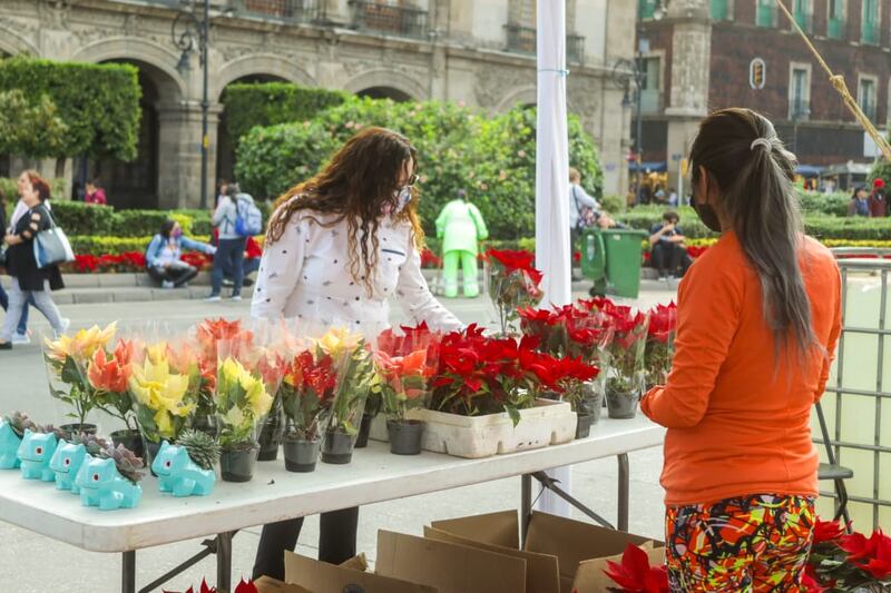 Flor de Nochebuena Zócalo