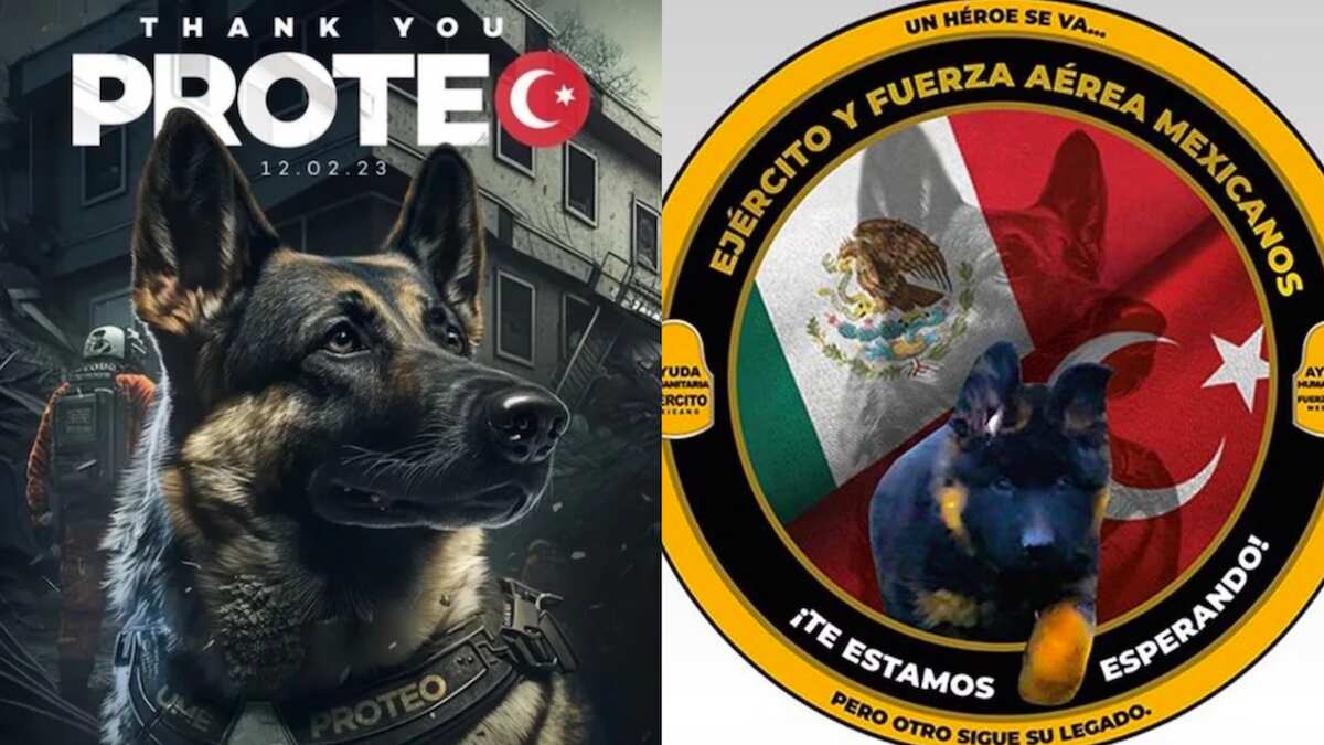 El lomito falleció en las labores de búsqueda y rescate en Turquía. (Especial)