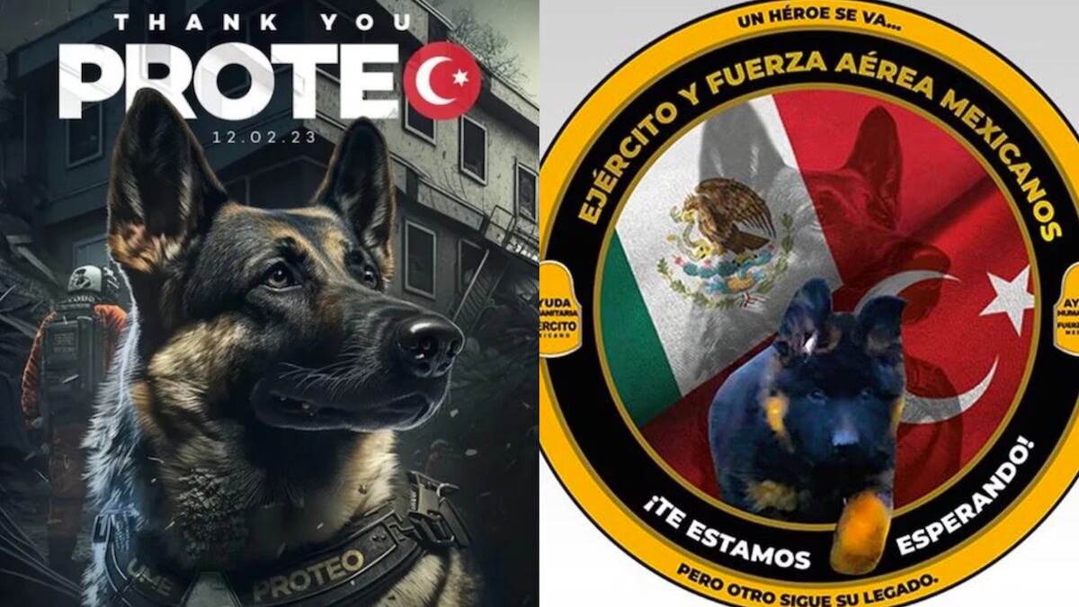 El lomito falleció en las labores de búsqueda y rescate en Turquía. (Especial)