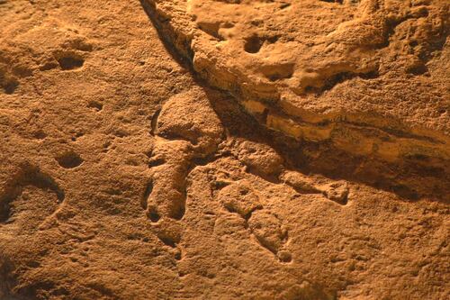 Exhiben en museo de Gales fósil encontrado por niña de cuatro años
