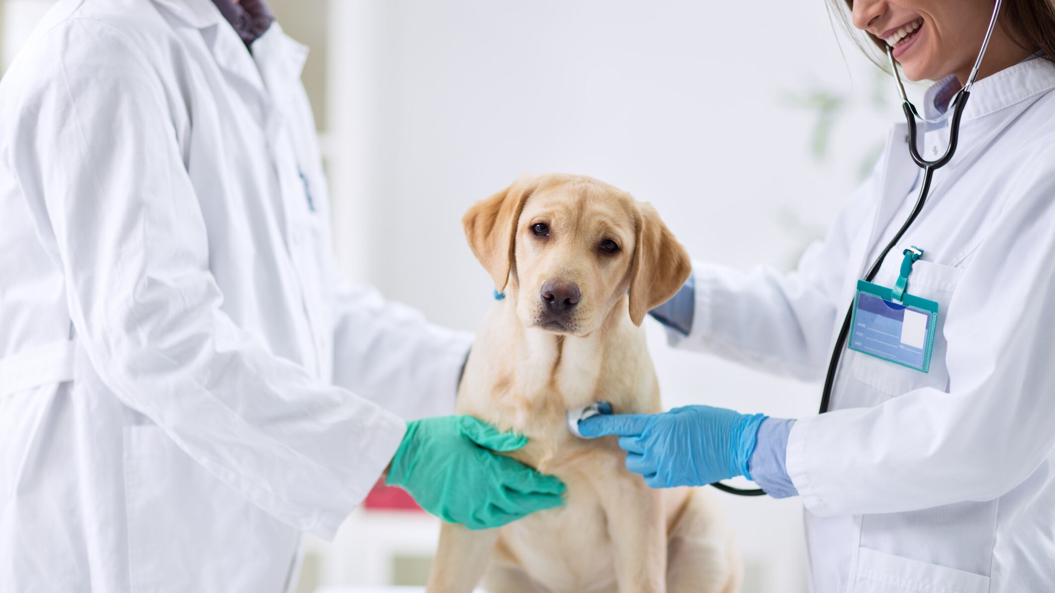 Cómo ciudar a tu mascota