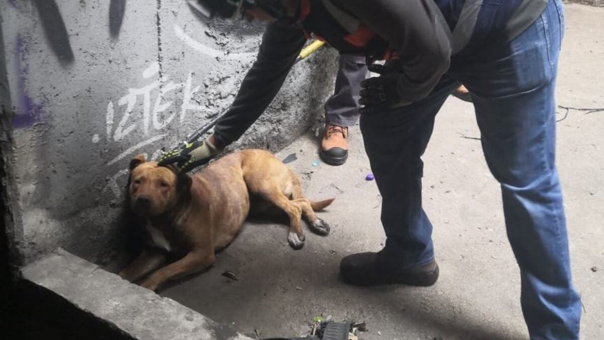 Rescatan a perrito de las vías en la Línea 8 del Metro CDMx.