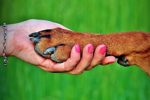 Arman operativo para proteger a perros de Nativitas de ataques del ‘descuartizador’