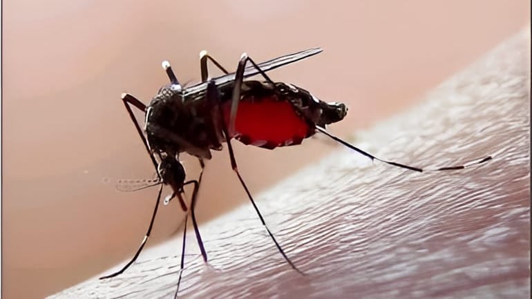 dengue