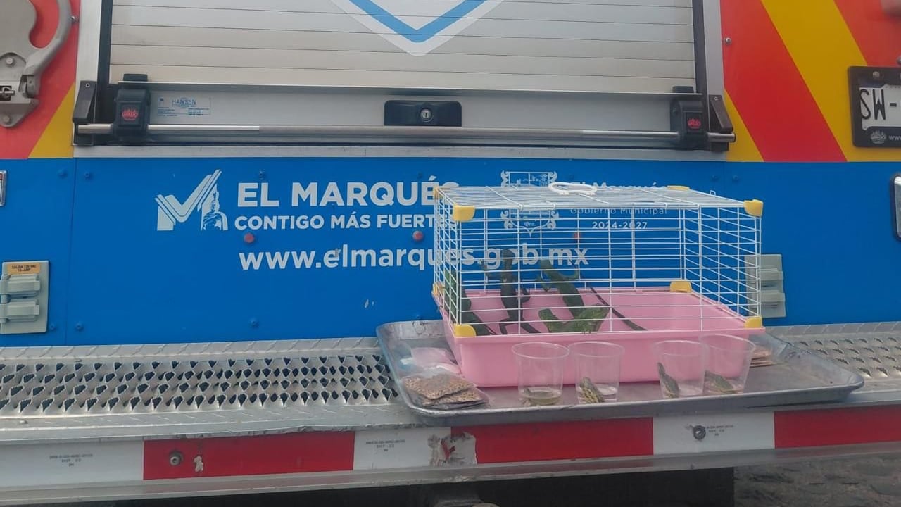 Aseguran iguanas y tortugas en El Marqués