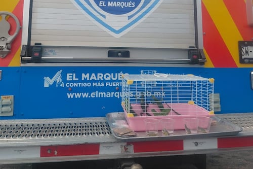 Aseguran iguanas y tortugas por presunta venta irregular en El Marqués