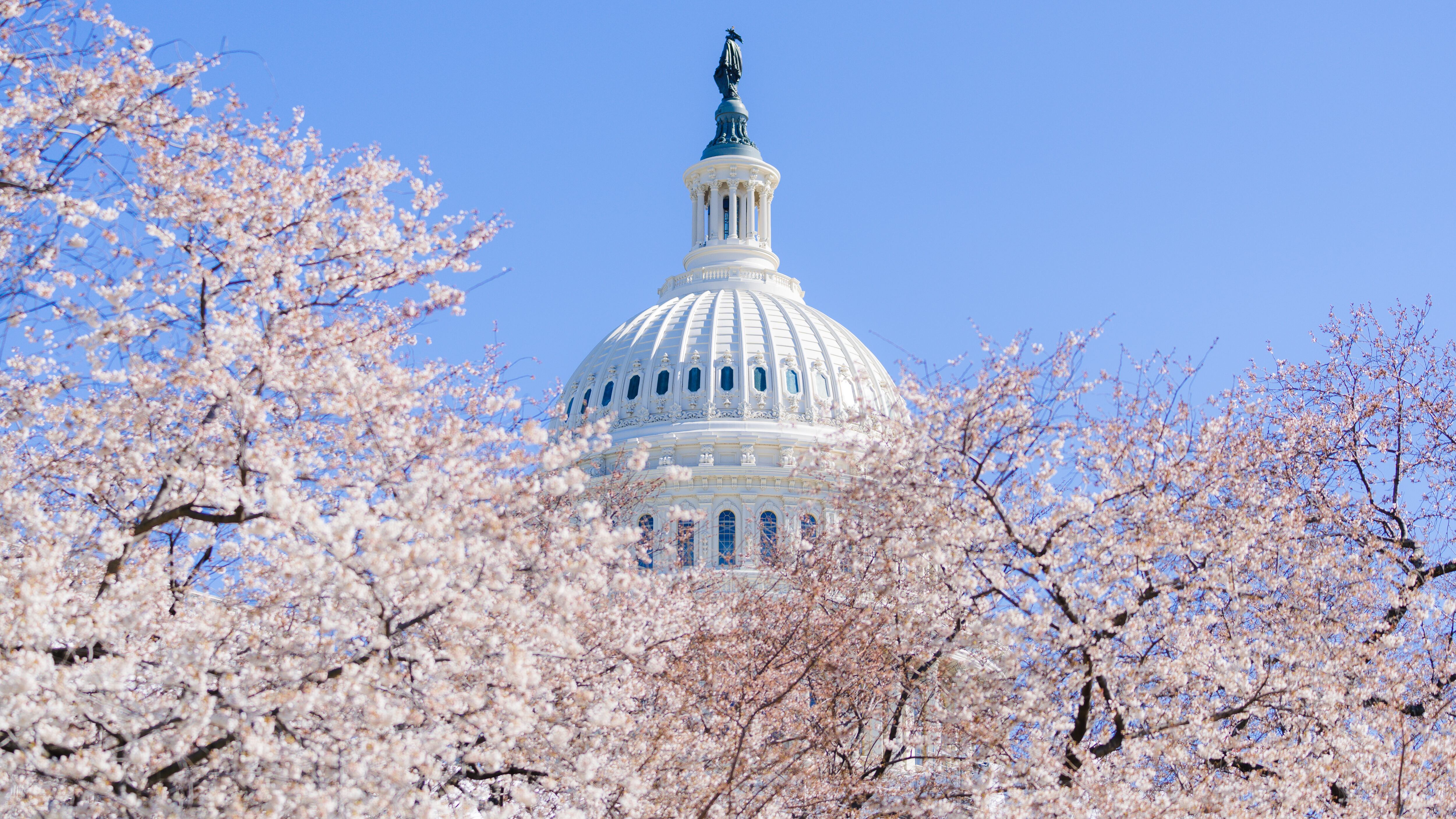 El Festival de los Cerezos en Flor 2025 también se vive en Washington D.C., con eventos gratuitos y floración del 20 de marzo al 13 de abril.
