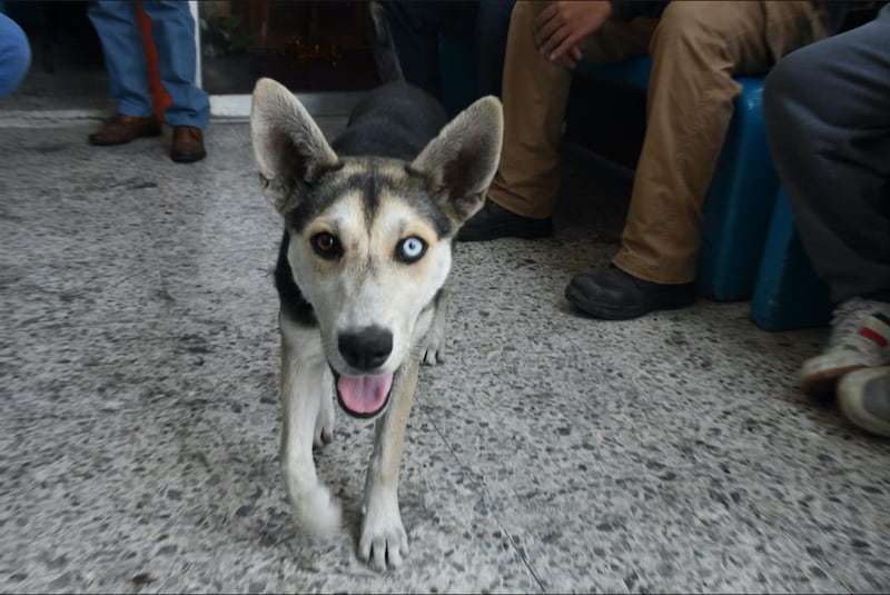 Yuca, perrita rescatada