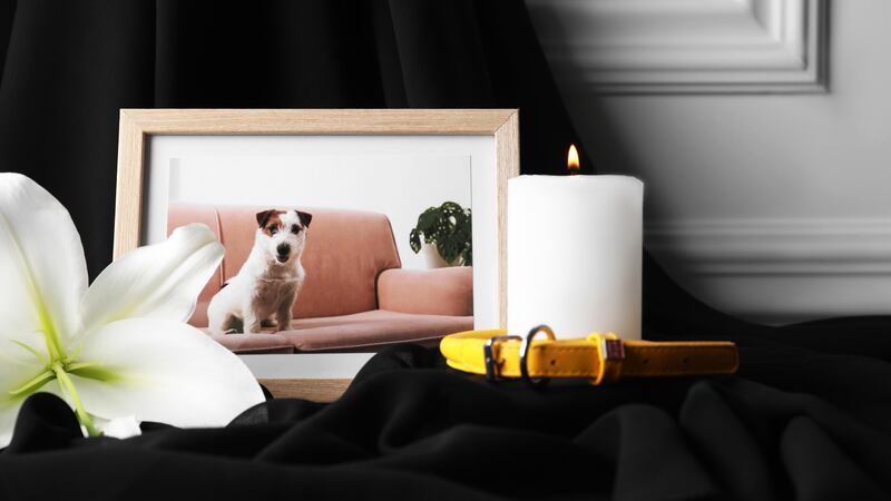 Despedida de mascotas