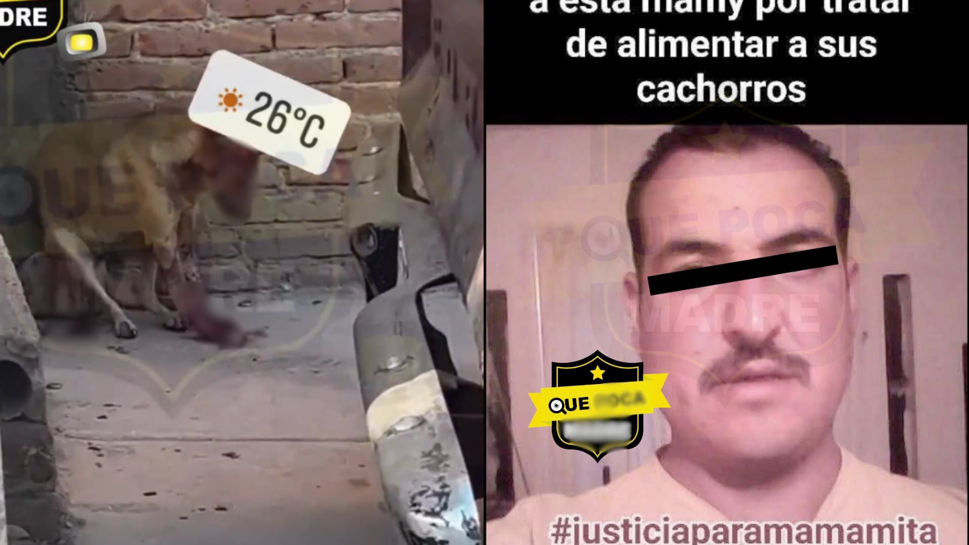 perrita Loba Aguascalientes