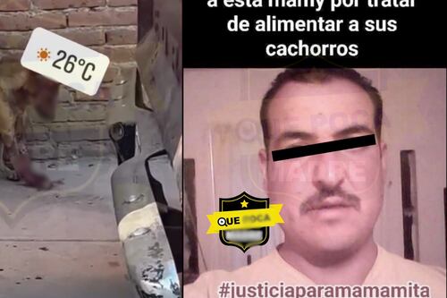 ¡Indignante! Hombre machetea brutalmente a perrita por robarse un pollo en Aguascalientes