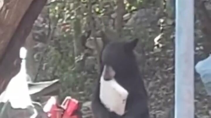 El oso se tomó su tiempo para elegir la charola con la mejor carne.