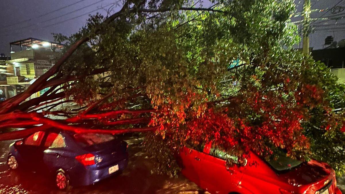 Más de 160 árboles han sido derribados en León por las lluvias; autoridades llaman a no tirar basura en ríos ni calles.