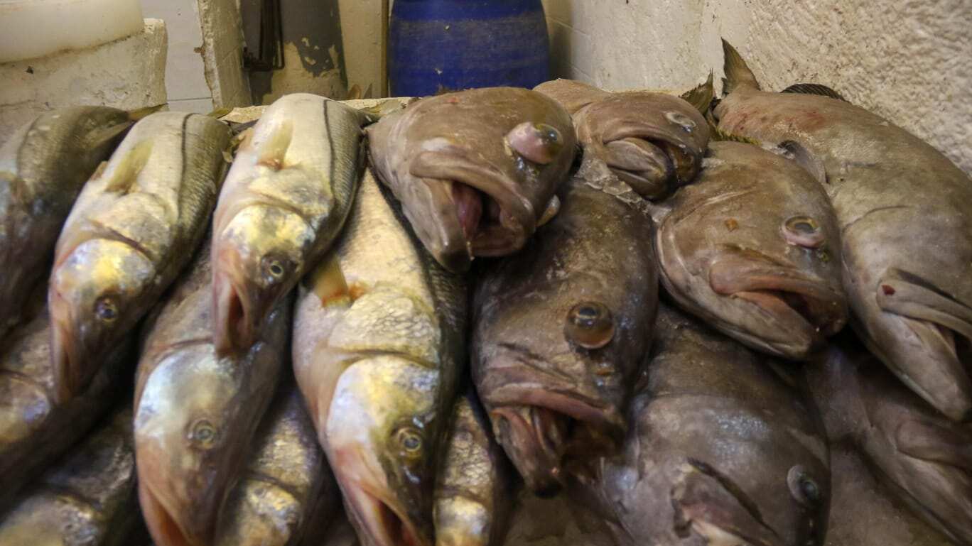 El precio del pescado puede variar entre los 70 y los 100 pesos.