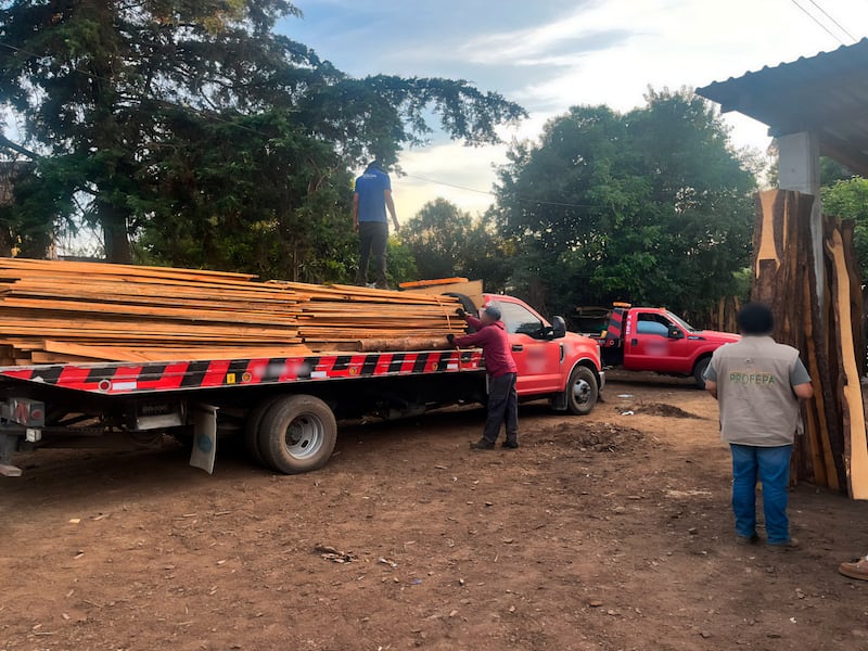 Profepa desmantela tres aserraderos ilegales en Acaxochitlán, Hidalgo