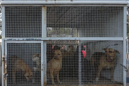 Morenista mataperros