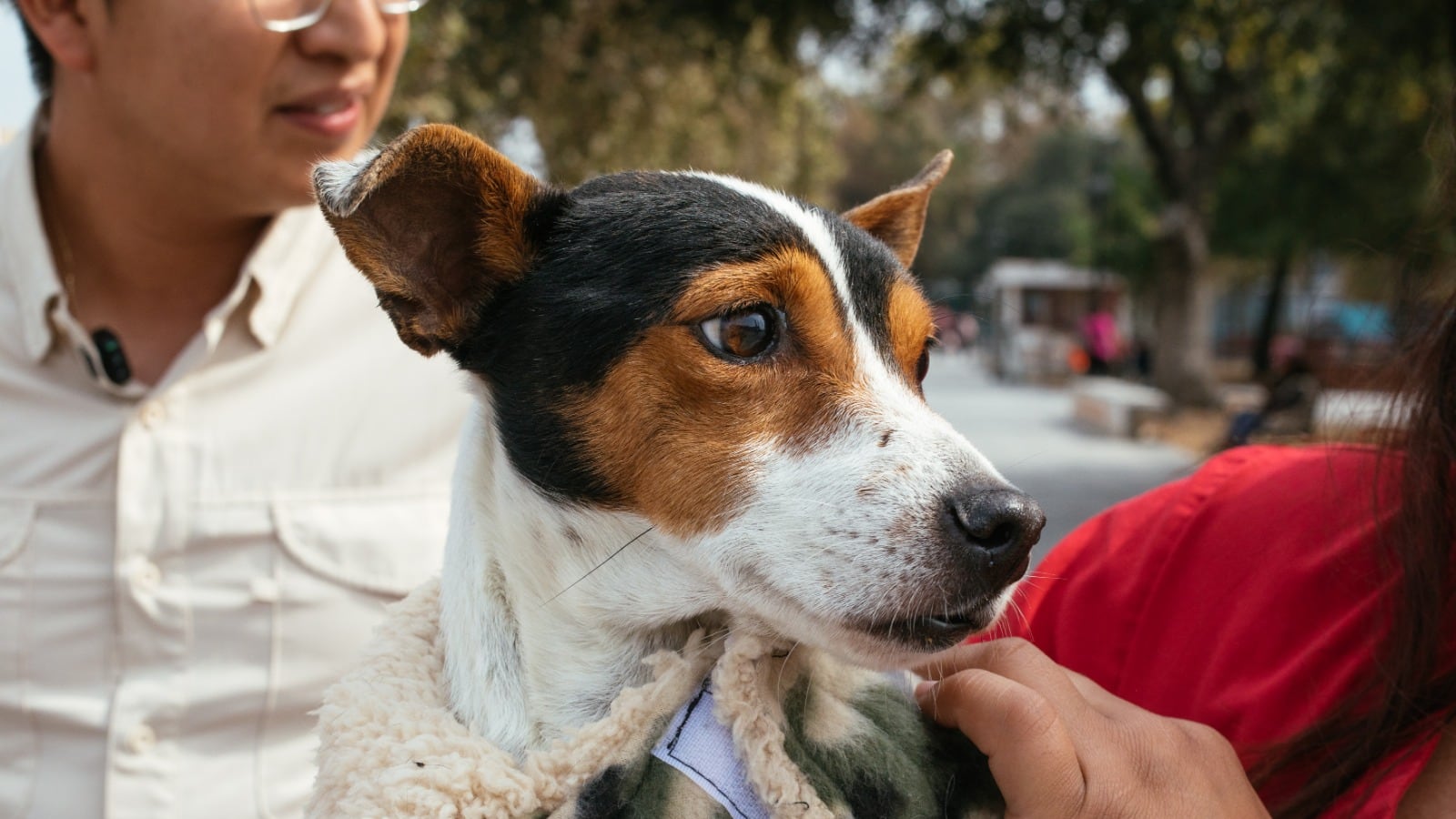 Hay que cuidar a las razas más pequeñas.