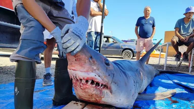 Tiburón encontrado en Tocopilla. Fotografía de Antofagasta TV
