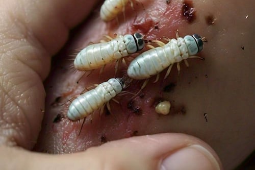 Encienden alerta por posible caso de gusano barrenador en humanos