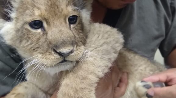 Veterinarios de la Brigada de Vigilancia Animal (BVA) de la Secretaría de Seguridad Ciudadana acudieron al lugar de los hechos para la revisión médica del pequeño felino.