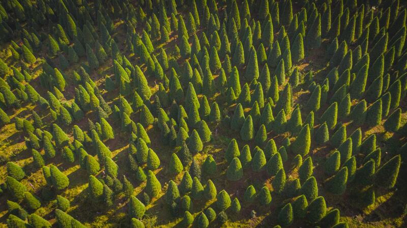Pinos en la CDMX