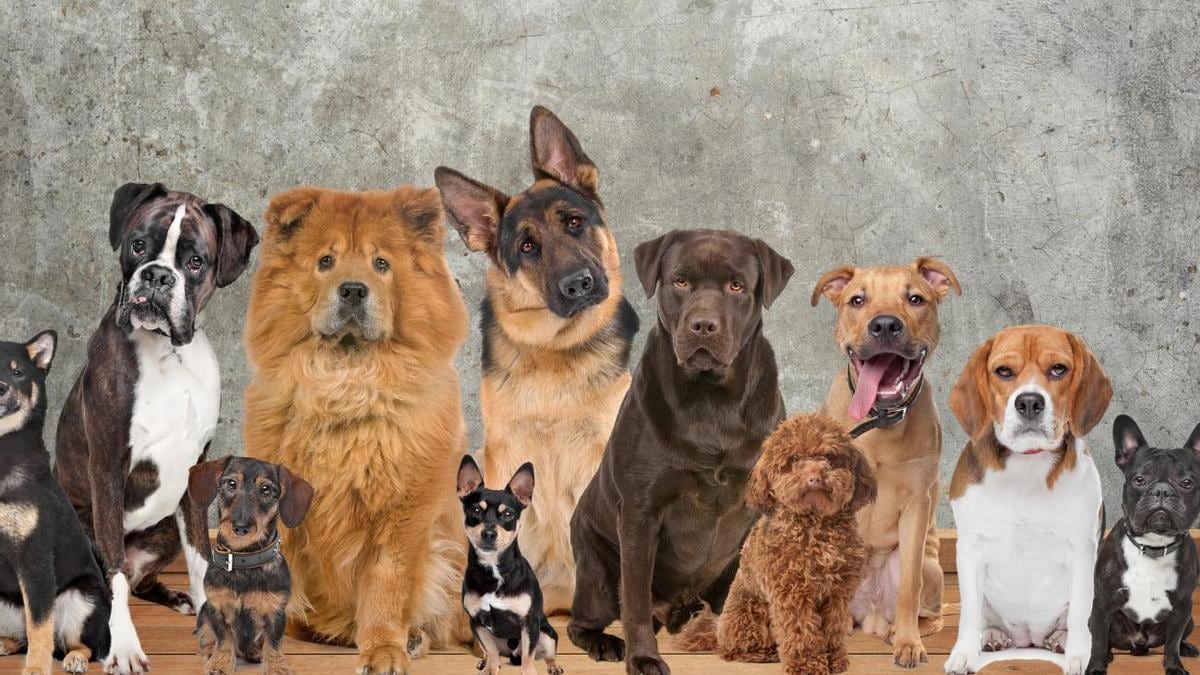El nombre de sus perros puede ser el mismo de otro grupo de perros. | Foto: Referencial