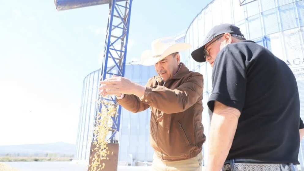 El maíz nativo es clave en la identidad y economía agrícola de Guanajuato, pero su protección enfrenta posturas encontradas en el Congreso local.