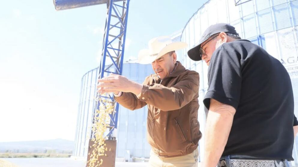 El maíz nativo es clave en la identidad y economía agrícola de Guanajuato, pero su protección enfrenta posturas encontradas en el Congreso local.